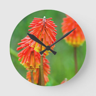 Reloj Redondo Mediano Antora (Kniphofia Uvaria), Western Cape