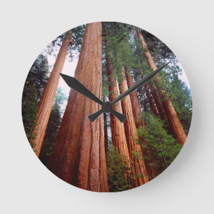 Reloj Redondo Mediano Árboles de secuoya roja de crecimiento antiguo