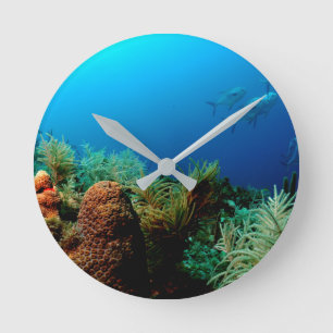 Reloj Redondo Mediano Arrecife de coral, Parque Nacional Dry Tortugas, F