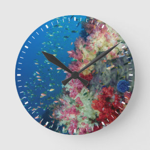 Reloj Redondo Mediano Arrecife de coral submarino, Indonesia