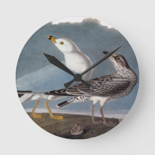 Reloj Redondo Mediano Audubon: Gaviota Anillo-Cargada en cuenta