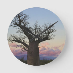 Reloj Redondo Mediano Baobab, Berenty, Toliara, Madagascar