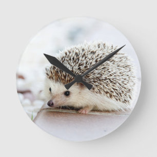 Reloj Redondo Mediano Bebé Erizo Adorable