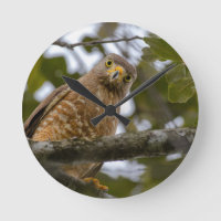 Belleza beliceña: Fotografía del halcón de la carr