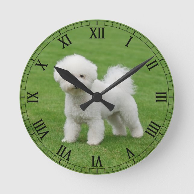 Reloj Redondo Mediano Bichon Frise (Anverso)