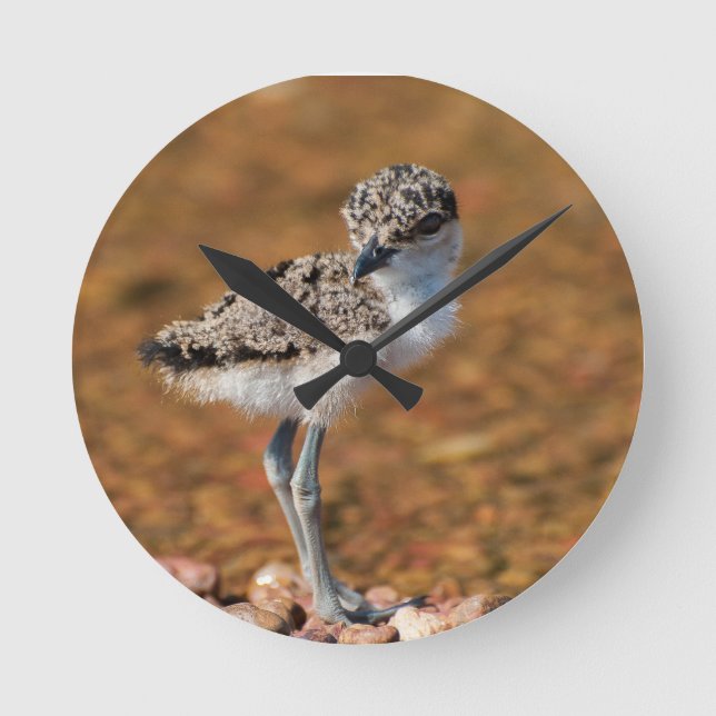 Reloj Redondo Mediano Bird (Anverso)