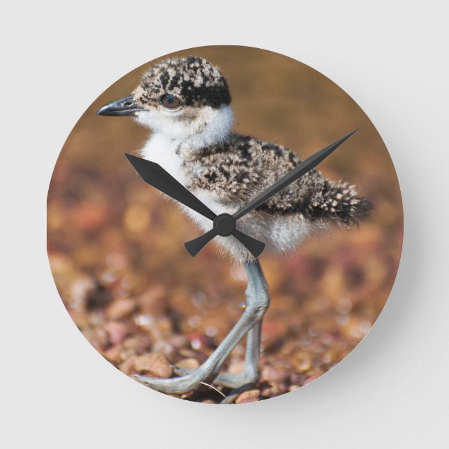 Reloj Redondo Mediano Bird (Anverso)