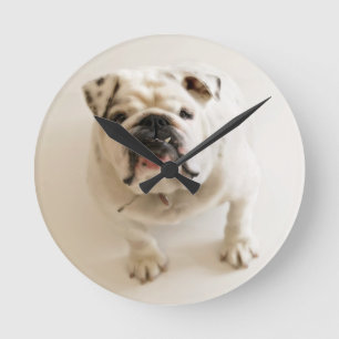 Reloj Redondo Mediano Bulldog muy lindo