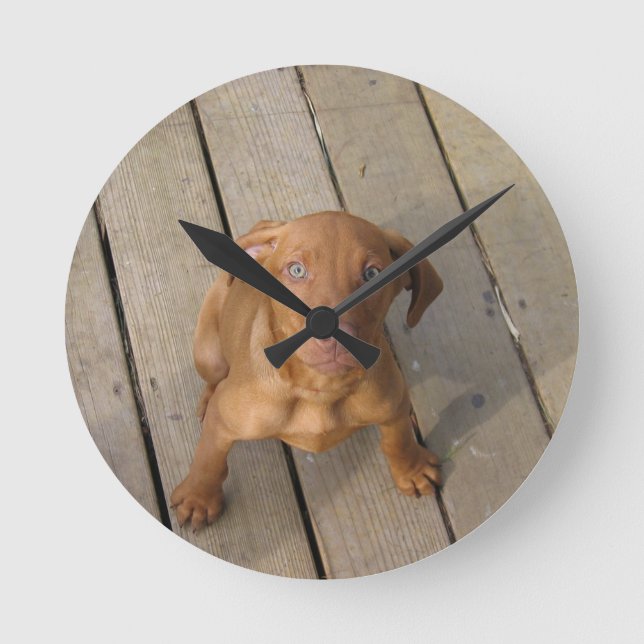 Reloj Redondo Mediano cachorro vizsla (Anverso)