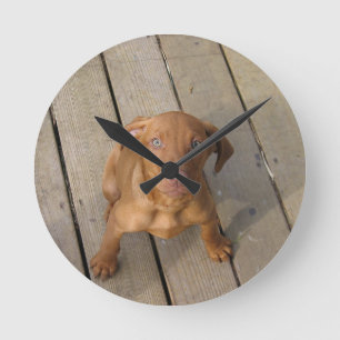 Reloj Redondo Mediano cachorro vizsla