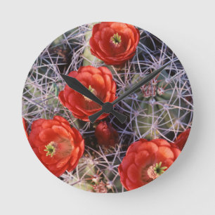 Reloj Redondo Mediano California, Joshua Tree National Park, Claret