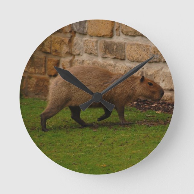 Reloj Redondo Mediano capybara (Anverso)