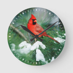 Reloj Redondo Mediano Cardenal norteño macho en árbol, IL