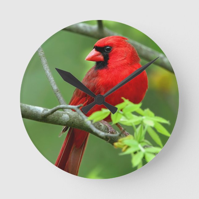 Reloj Redondo Mediano Cardenales septentrionales (Anverso)