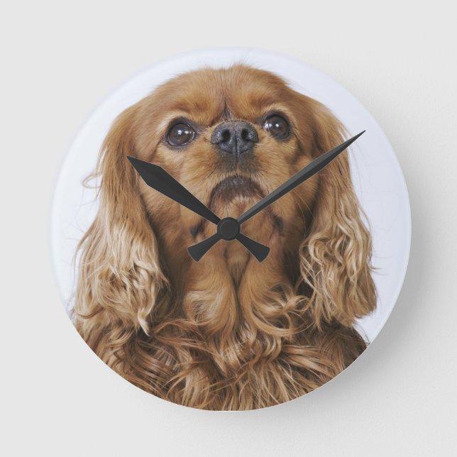 Reloj Redondo Mediano Cavalier King Charles Spaniel mirando hacia arriba (Anverso)