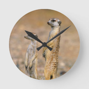 Reloj Redondo Mediano Centinelas de suricata (Suricata suricatta), Karas