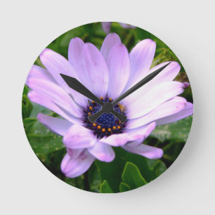 Reloj Redondo Mediano Centro de arañas