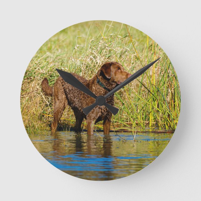 Reloj Redondo Mediano Chesapeake Bay Retriever Hunting Dog Wall Clock (Anverso)