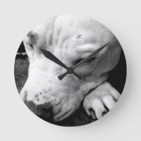 cicatriz de harry potter perro pit bull blanco