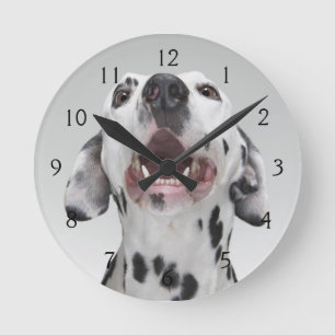 Reloj Redondo Mediano Ciérrese para arriba de un perro dálmata