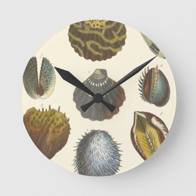 Reloj Redondo Mediano Conchology Collection (Anverso)