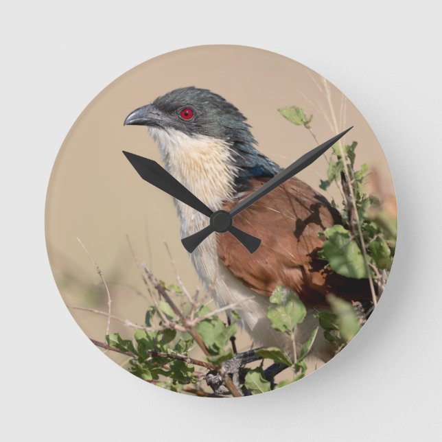 Reloj Redondo Mediano Coucal de Burchell (Anverso)