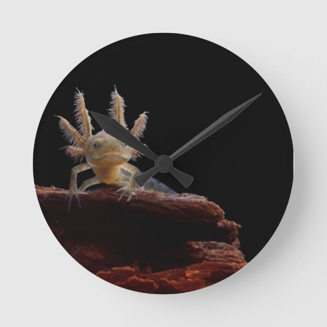 Reloj Redondo Mediano Crested newt larve (Anverso)