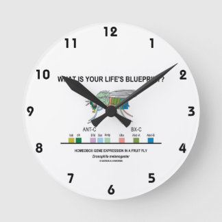 Reloj Redondo Mediano ¿Cuál es el plan de tu vida? (Expresión Genética)