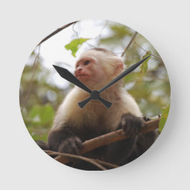 Reloj Redondo Mediano Curioso Capuchino, Mono Costarricense