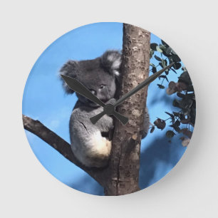 Reloj Redondo Mediano Cute Koala en un árbol con fondo azul