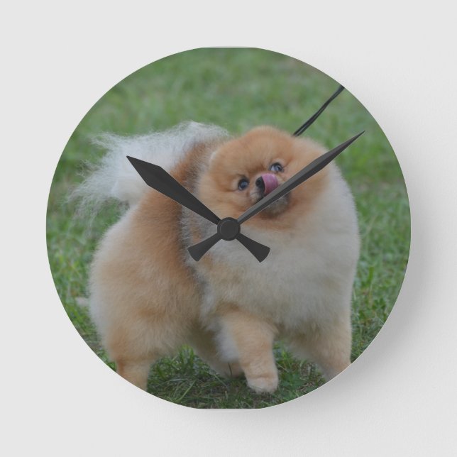 Reloj Redondo Mediano Cute Pomeranian (Anverso)