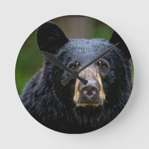 Reloj Redondo Mediano Diseño de Naturaleza Salvaje de Oso Negro