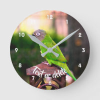 Dusky Heed Conure Parrot Personalizado