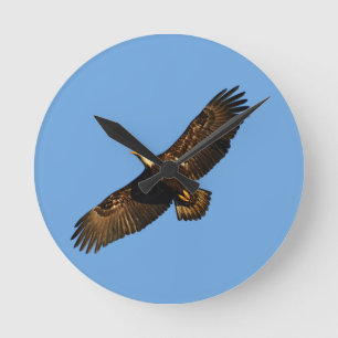 Reloj Redondo Mediano Eagle calvo 2 de elevación