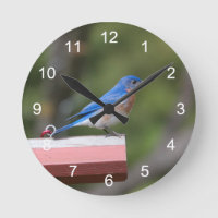 Eastern Bluebird