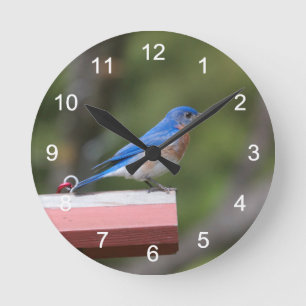 Reloj Redondo Mediano Eastern Bluebird