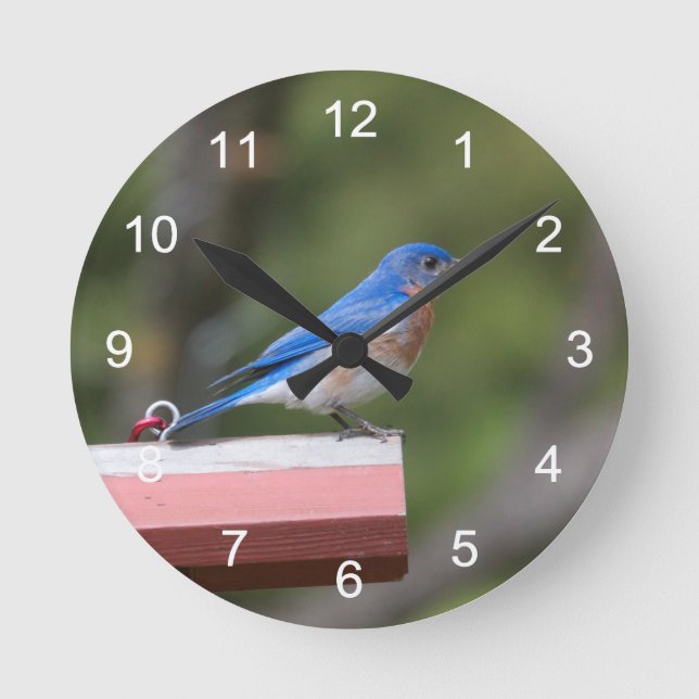 Reloj Redondo Mediano Eastern Bluebird (Anverso)