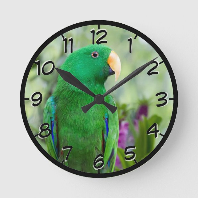 Reloj Redondo Mediano Eclectus Parrot Male (Anverso)