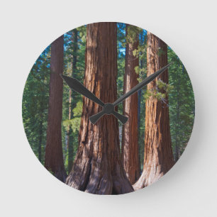 Reloj Redondo Mediano EE. UU., California. Troncos de secuoyas, Mariposa