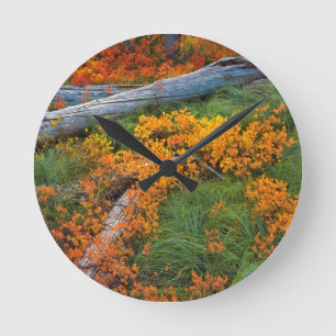 Reloj Redondo Mediano EE.UU., Oregón, Bosque Nacional Willamette