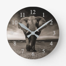 Elefante En La Playa