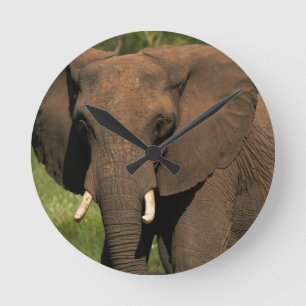 Reloj Redondo Mediano Elefante (Loxodonta Africana), Hwange Nacional