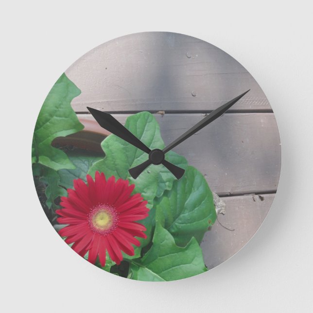Reloj Redondo Mediano Flor roja de la margarita de Gerber (Anverso)