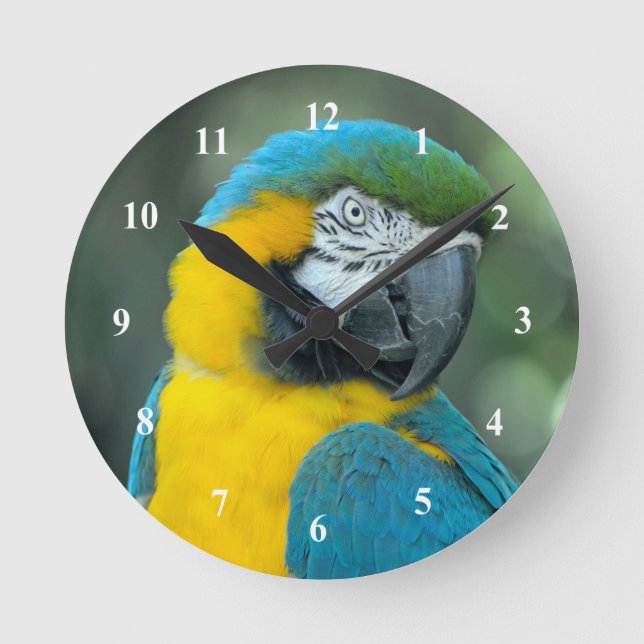 Reloj Redondo Mediano Foto azul y amarillo de Macaw (Anverso)