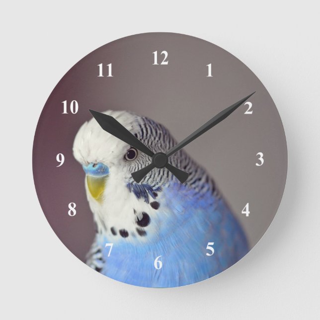 Reloj Redondo Mediano Foto de bonito Blue Budgie (Anverso)