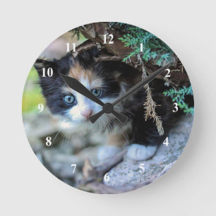 Reloj Redondo Mediano Foto de Cute Calico Kitten