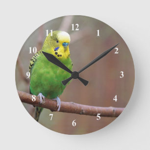 Reloj Redondo Mediano Foto de Green Budgie