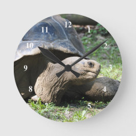 Reloj Redondo Mediano Foto de Tortoise Wildlife