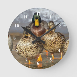 Reloj Redondo Mediano Foto de Wildlife Mallard Ducks