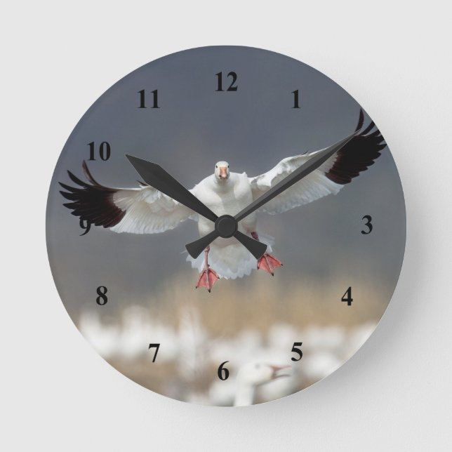Reloj Redondo Mediano Foto de Wildlife Snow Goose (Anverso)